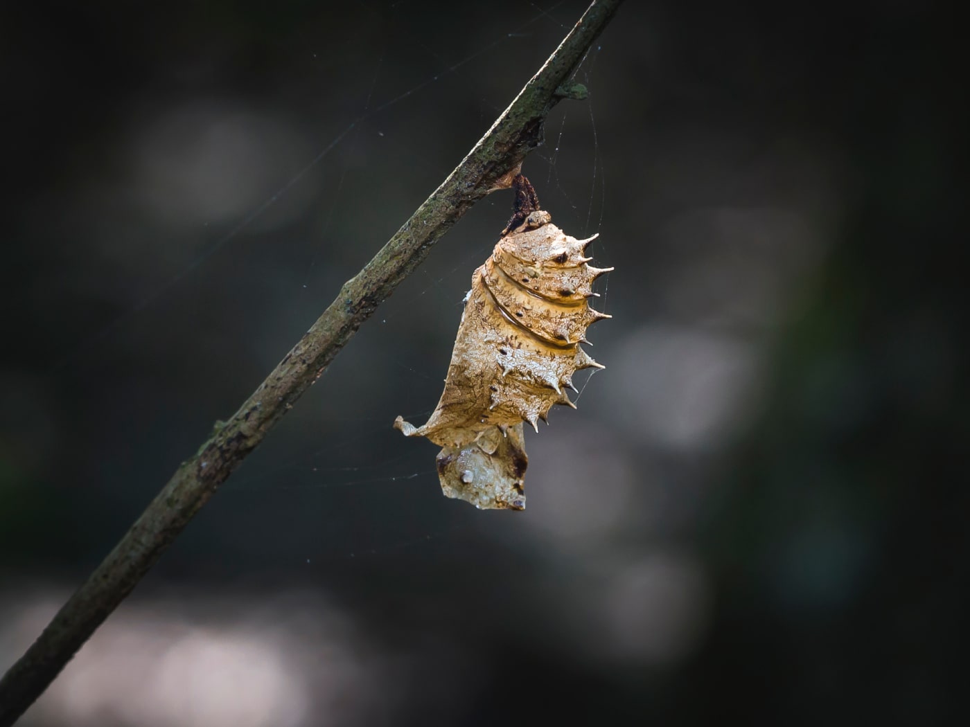 Butterfly Cocoon of silk unhatched hanging on a branch